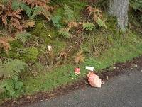 beauty-spot littering