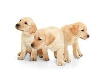 Image of three puppies Image of three puppies