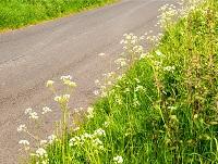 Image of a grass verge Image of a grass verge