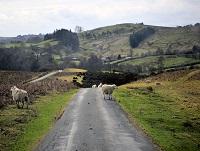 Sheep in the countryside