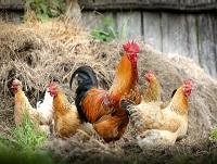 Image of poultry Image of poultry