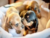 Image of puppies