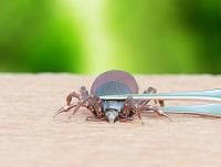 Image of a tick being taken off skin with tweezers