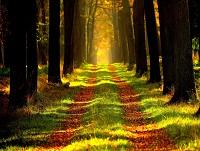Image of a track going through woodlands