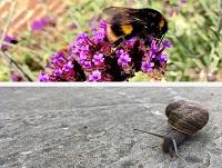 A bumble bee and a snail
