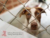 Image of a dog behind wire and the trading standards wales log