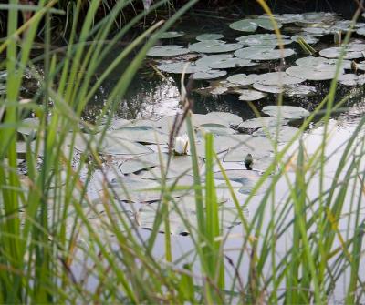 Image of a lake