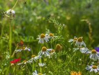 Image of some wild flowers