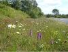 Image of wildflowers growing on a Powys roadside verge