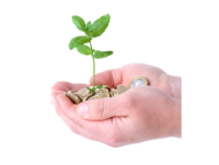 Image of hands holding pound coins with small plant growing