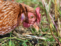 Image of a chicken