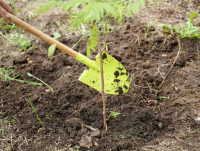 Image of tree planting and a shovel