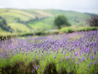 Welsh Lavender