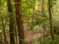 Bron y Buckley Wood in Welshpool