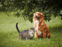 Image of a cat and dog