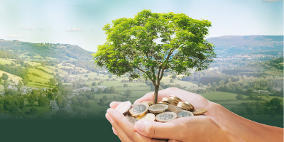 A tree with coins - money tree