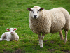 Sheep and lamb in field