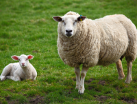 Sheep and lamb in field
