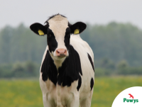 Image of a cow