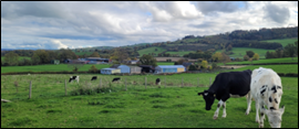 Cows in the foreground and a farm in the background