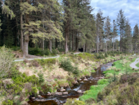 Image of the River Severn in Hafren Forest