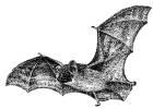 bat