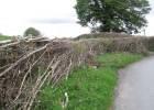 Wildlife_enquiries_Hedgerows_01 Wildlife_enquiries_Hedgerows_01
