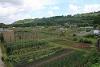 The Watton Allotments