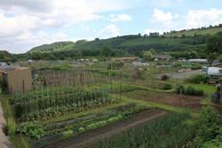 The Watton Allotments The Watton Allotments