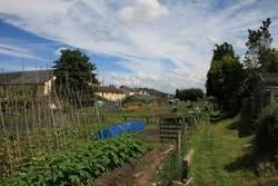 Newgate Allotment gardens