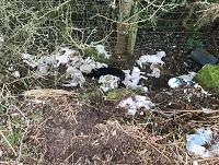 Image of some lamb carcasses