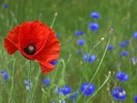 poppy poppy