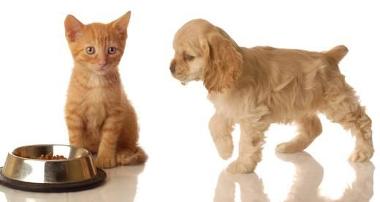 Image of a kitten and a puppy