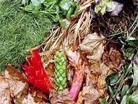 Image of some green waste
