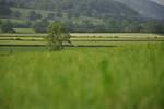 Cliciwch yma i fynd i dudalen ‘Tyfu Canolbarth Cymru’ Cliciwch yma i fynd i dudalen ‘Tyfu Canolbarth Cymru’