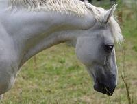 Image of a grazing horse