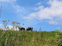 Image of cows in a meadow